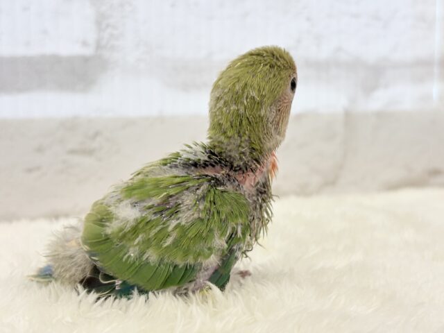 コザクラインコ（小桜インコ）