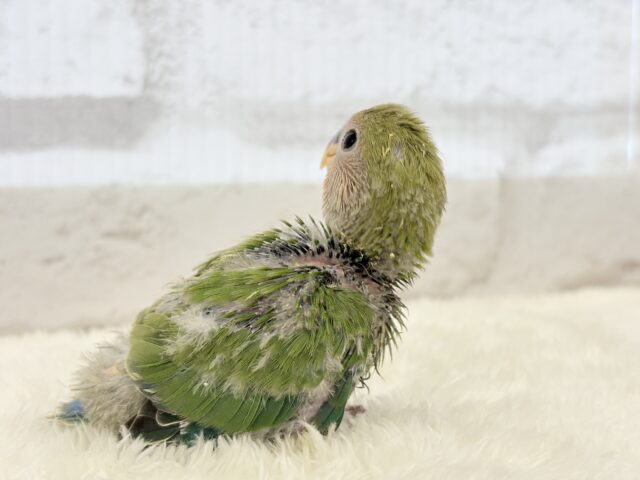 コザクラインコ（小桜インコ）