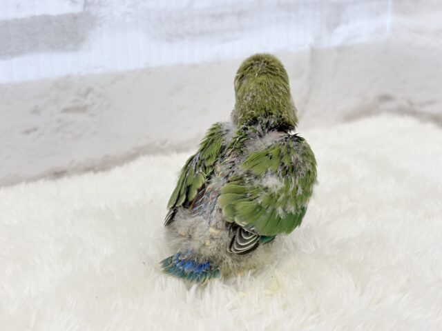 コザクラインコ（小桜インコ）