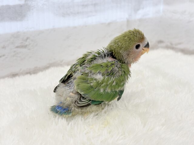 コザクラインコ（小桜インコ）