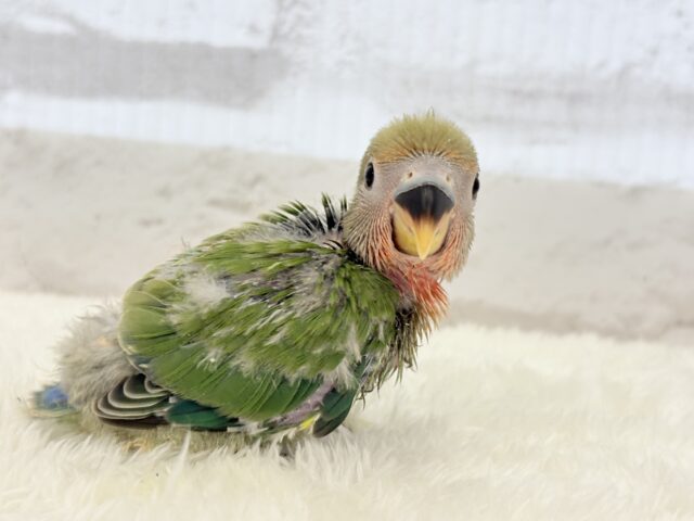 コザクラインコ（小桜インコ）