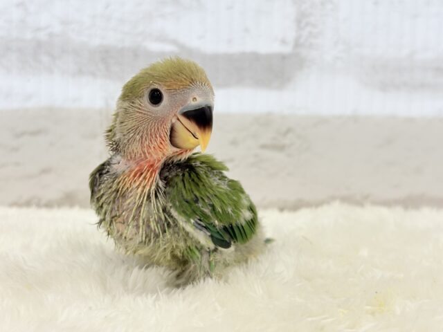 コザクラインコ（小桜インコ）