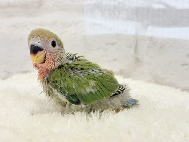 コザクラインコ（小桜インコ）