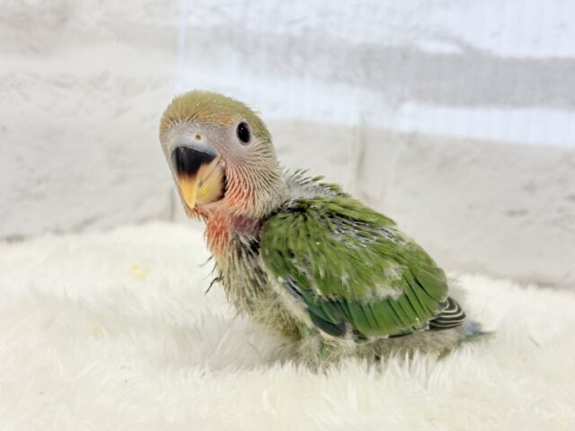 コザクラインコ（小桜インコ）