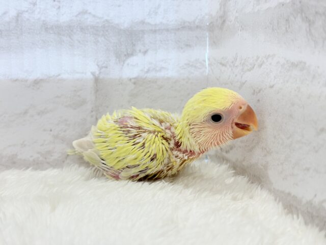 コザクラインコ（小桜インコ）