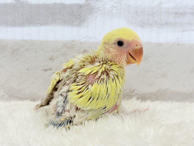 コザクラインコ（小桜インコ）