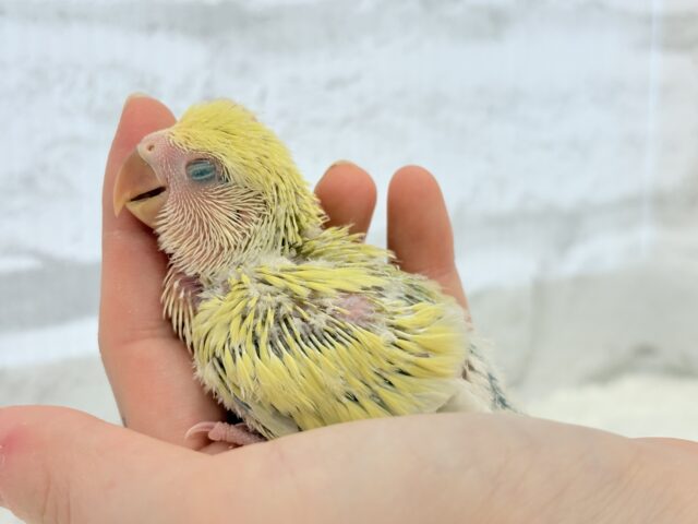 コザクラインコ（小桜インコ）