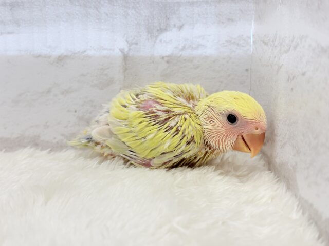 コザクラインコ（小桜インコ）