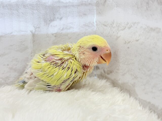 コザクラインコ（小桜インコ）