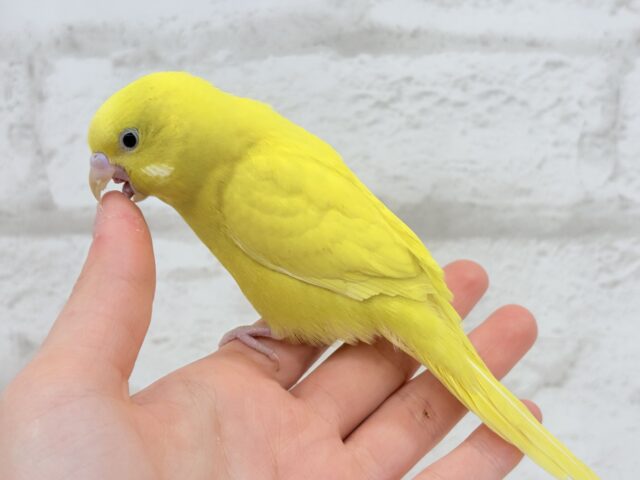 セキセイインコ