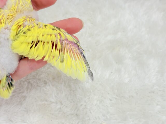 セキセイインコ