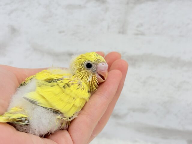 セキセイインコ