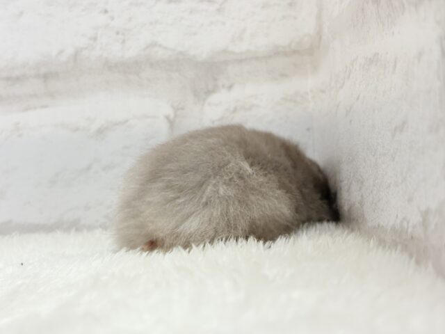 ゴールデンハムスター