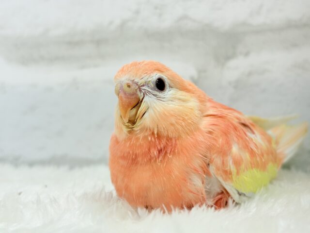 アキクサインコ（秋草インコ）