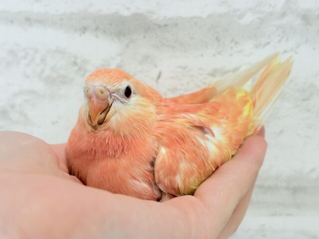 アキクサインコ（秋草インコ）