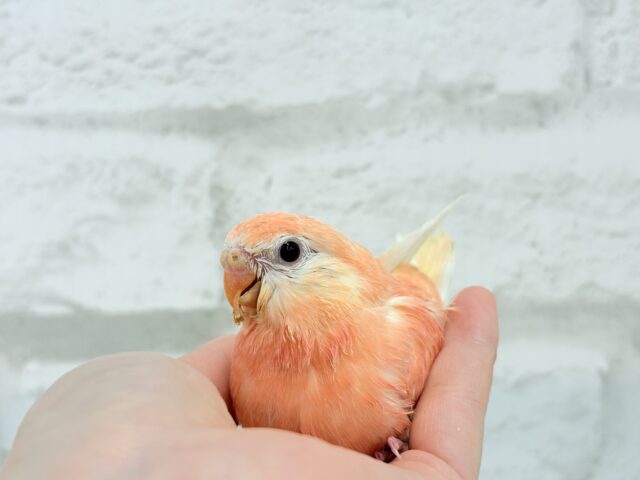 アキクサインコ（秋草インコ）