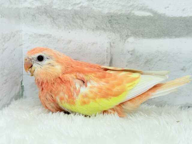 アキクサインコ（秋草インコ）