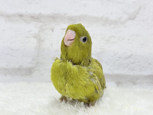 サザナミインコ