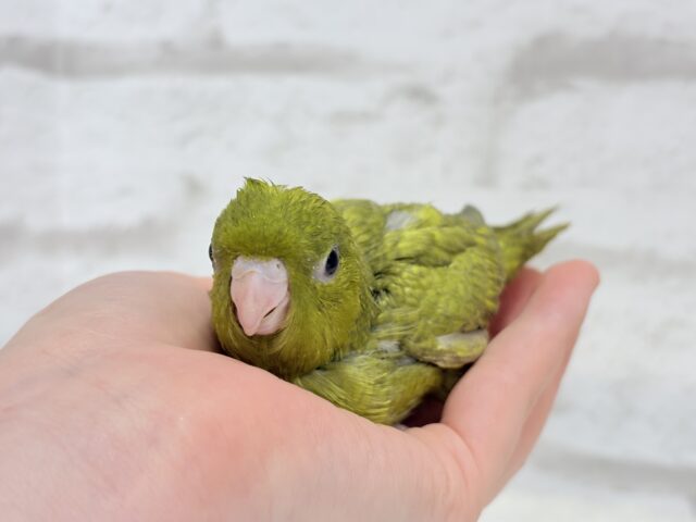 サザナミインコ