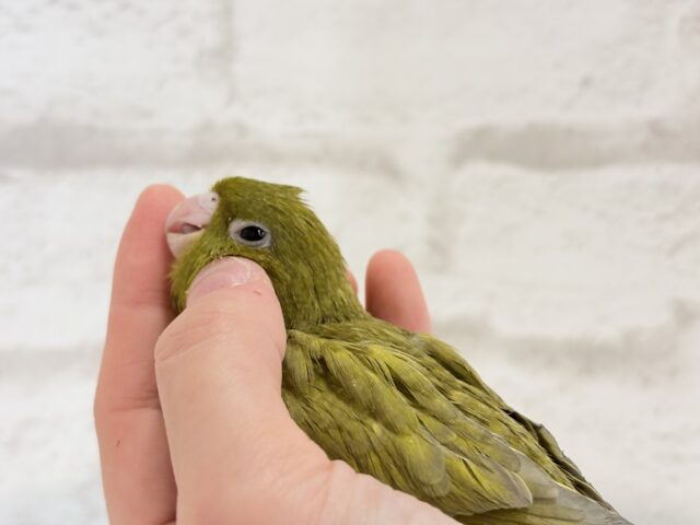 サザナミインコ