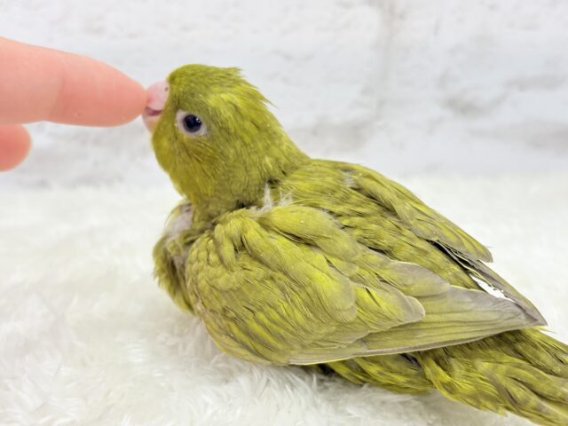 サザナミインコ
