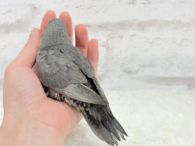 サザナミインコ