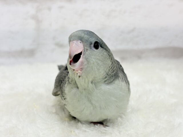 サザナミインコ