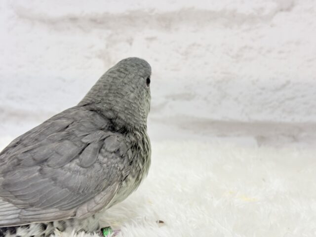 サザナミインコ