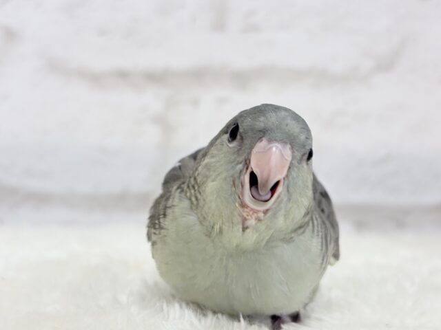 サザナミインコ