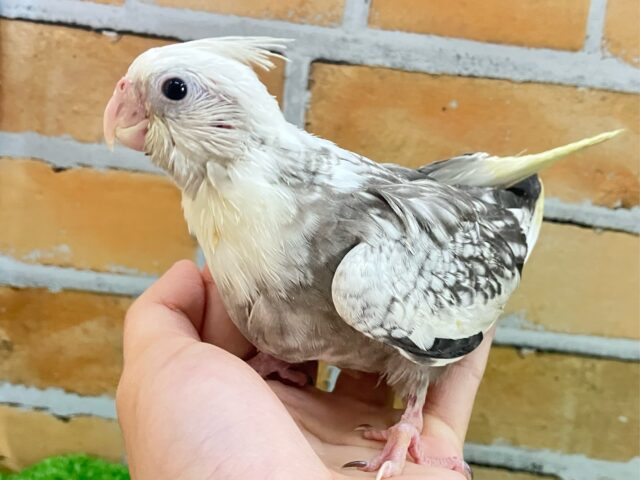 オカメインコ