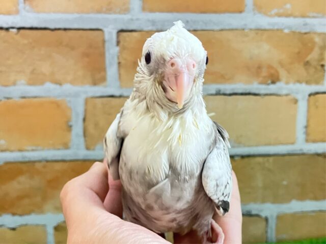 オカメインコ