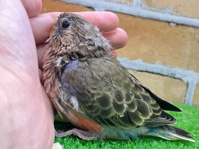 アキクサインコ（秋草インコ）