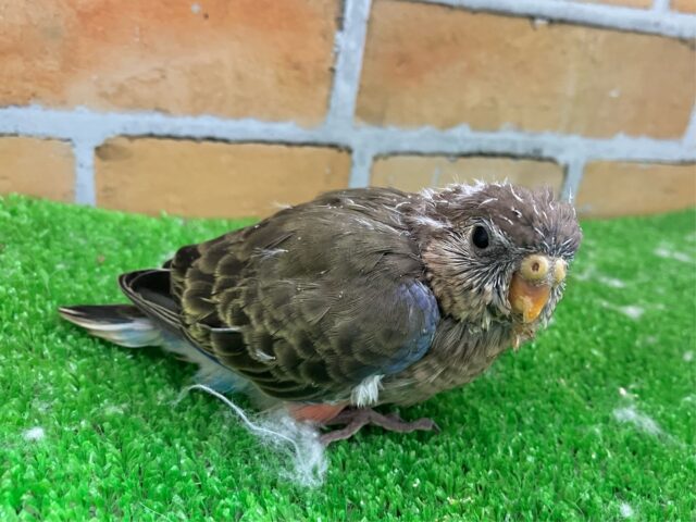 アキクサインコ（秋草インコ）