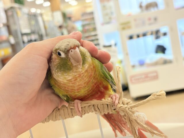 ホオミドリウロコインコ