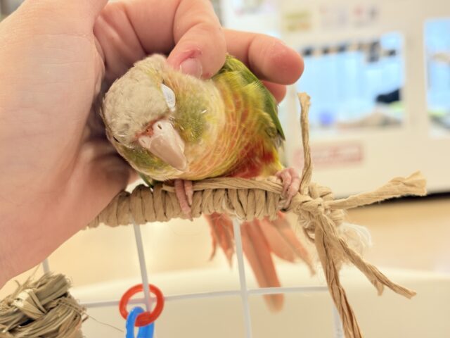 ホオミドリウロコインコ