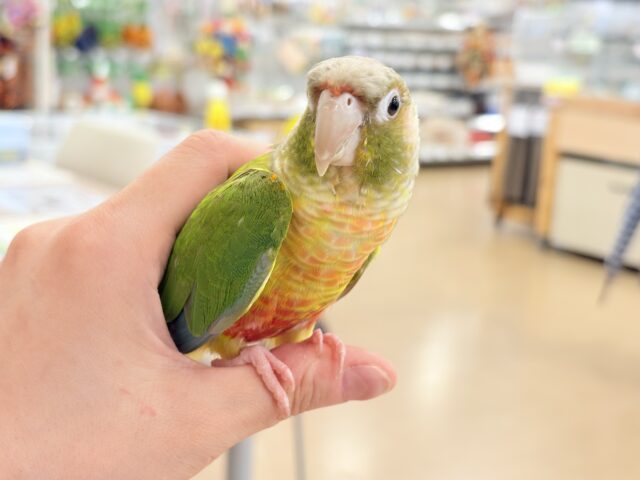 ホオミドリウロコインコ