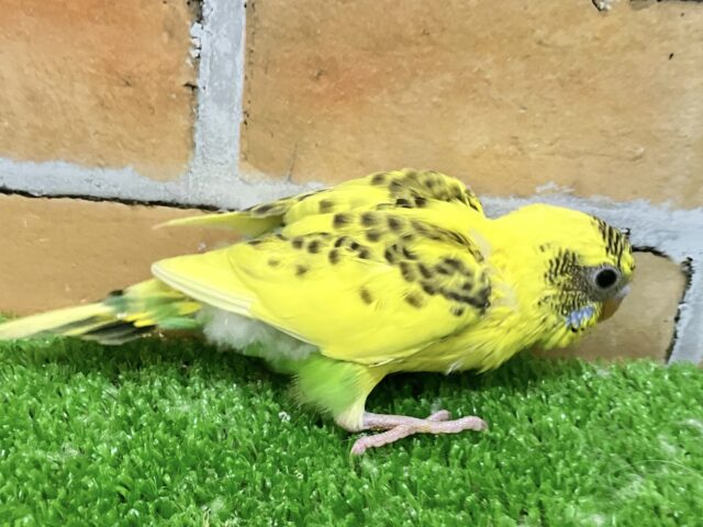 セキセイインコ