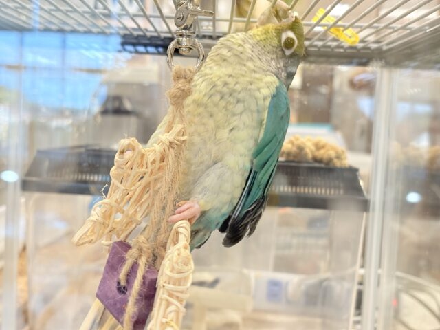 ワキコガネウロコインコ