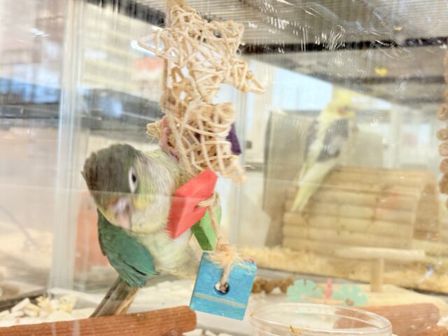 ワキコガネウロコインコ