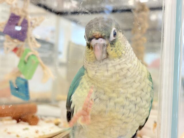 ワキコガネウロコインコ