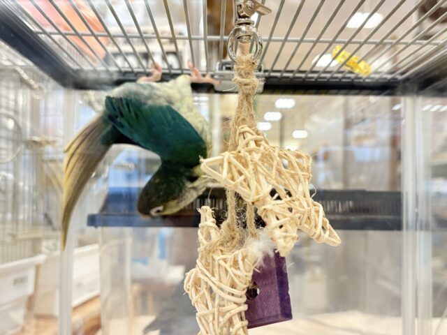 ワキコガネウロコインコ