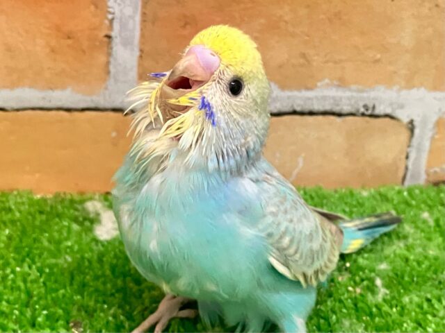 セキセイインコ