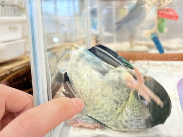 ワキコガネウロコインコ