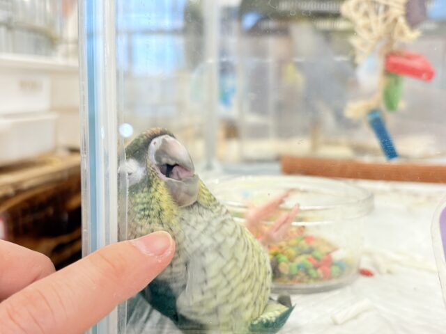 ワキコガネウロコインコ