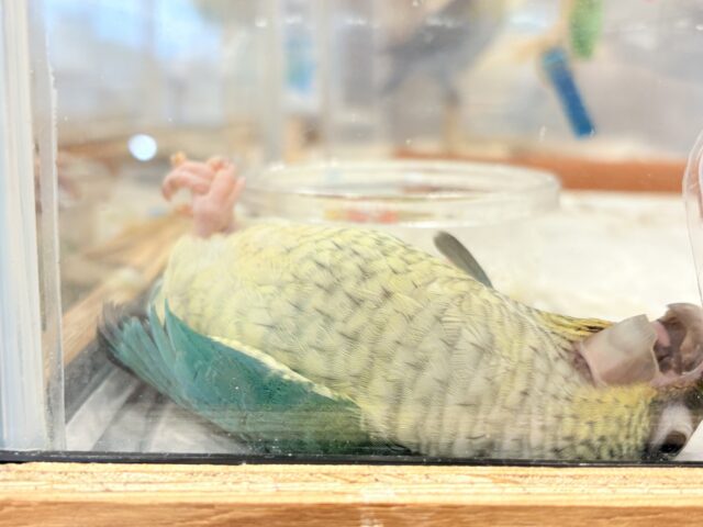 ワキコガネウロコインコ