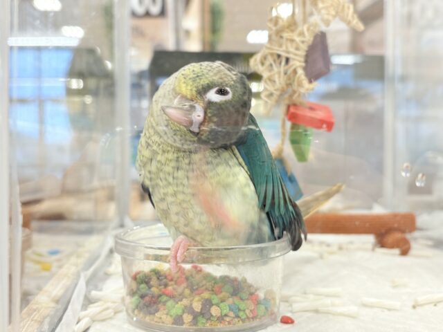 ワキコガネウロコインコ