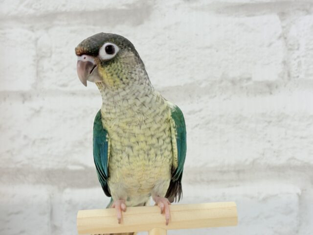 ワキコガネウロコインコ
