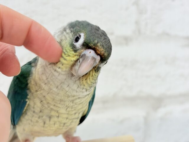 ワキコガネウロコインコ