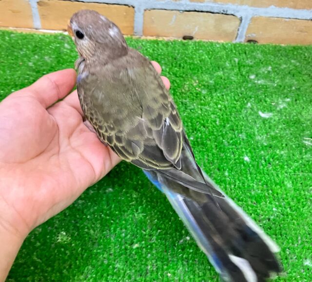 アキクサインコ（秋草インコ）