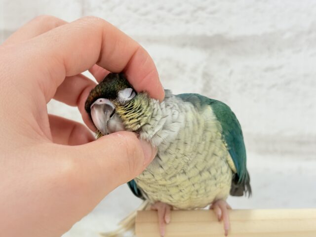 ワキコガネウロコインコ